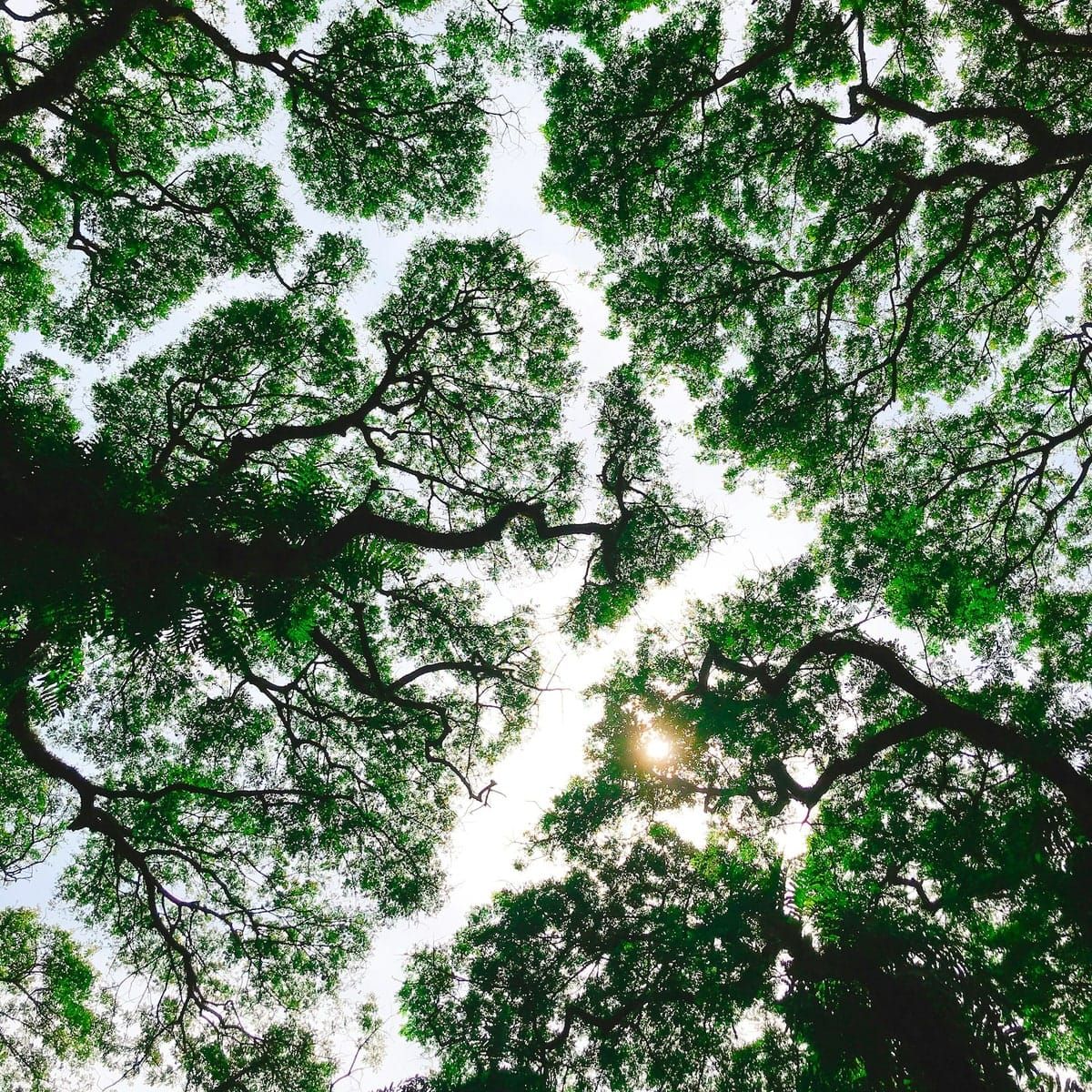 The coming entropy of our world order ⊗ Mysteries of plant ‘intelligence’ ⊗ From science fiction to psychological war