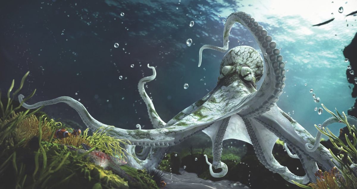 Cook on privacy. Sachs on tech tax. Shaping cities as skeptical urbanists. Octopus smarts