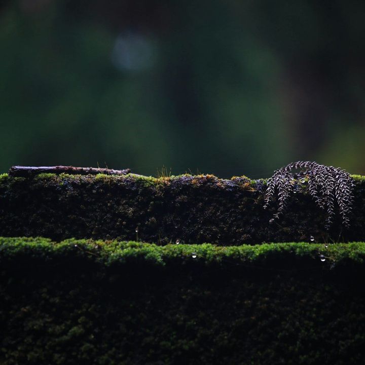 Japan, Fukushima City, Forest for Birds (Kotori no Mori).