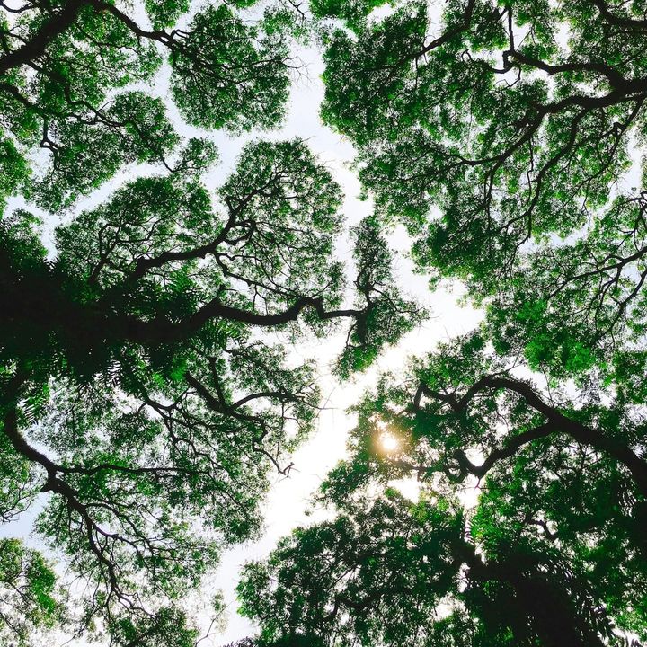 The coming entropy of our world order ⊗ Mysteries of plant ‘intelligence’ ⊗ From science fiction to psychological war