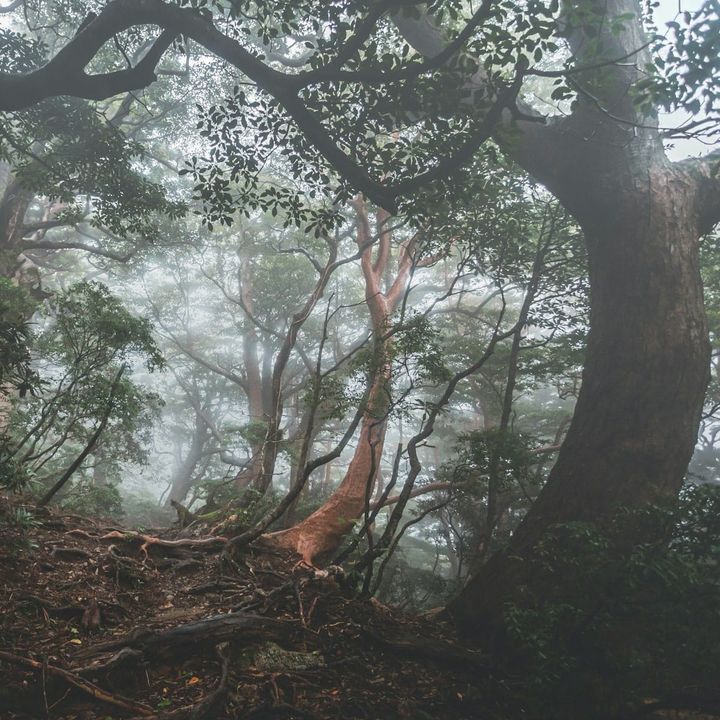Yakushima Island, Kagoshima prefecture, Japan. By Marek Piwnicki on Unsplash.