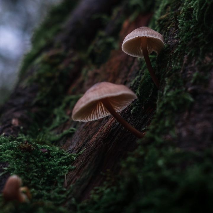 Emergencies, frameshifts and what they tell us about our place in the world ⊗ What was Barbara McClintock’s “mysticism”? ⊗ Finding hope in the dark power of fungus