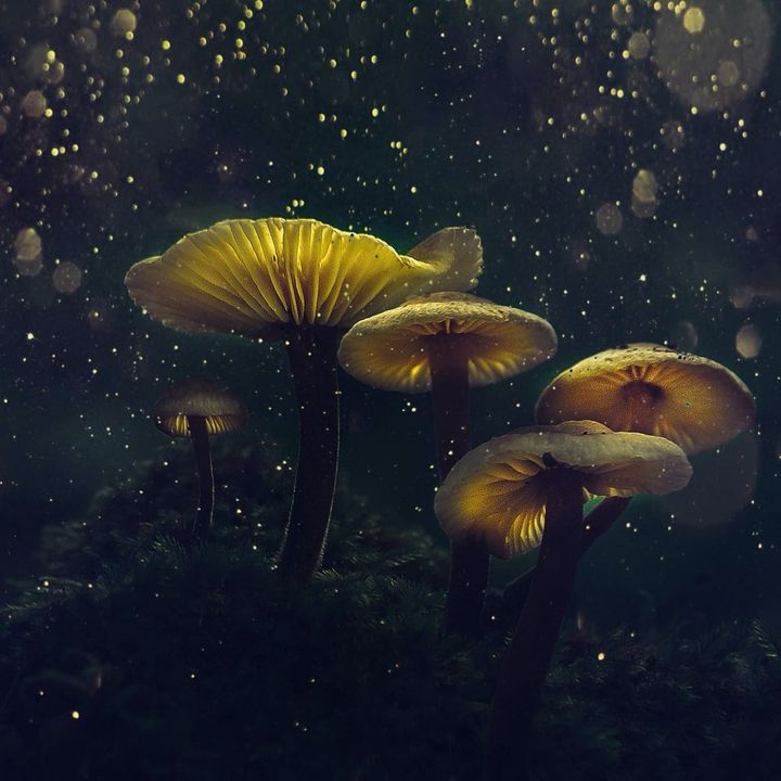 BANI ⊗ The Screen New Deal ⊗ It gets weirder