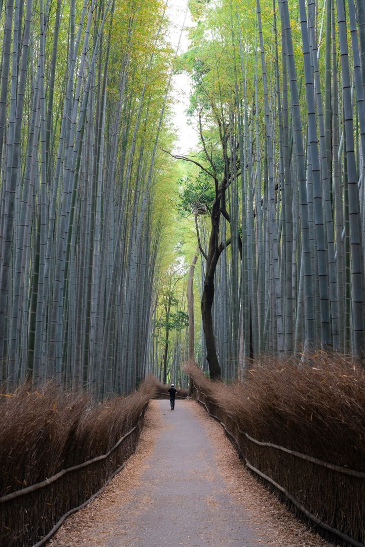 Automating Society ⊗ Participatory Urban rewilding ⊗ Screw the Mars hype, we should move to Venus