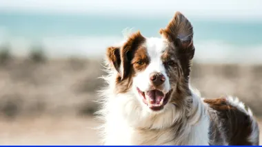 Pet Hair Season: Zones Worth Defending