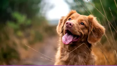 Vet-Day Prep That Lowers Everyone's Heart Rate