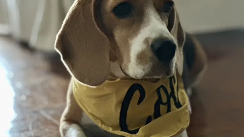 Halloween for Dogs: A Bandana Beats a Full Costume