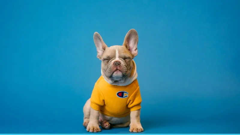 Puppy on bed — kids pet-care rotation