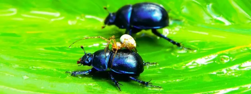 Top 3 And More - Best Bug Tracking Software of 2026