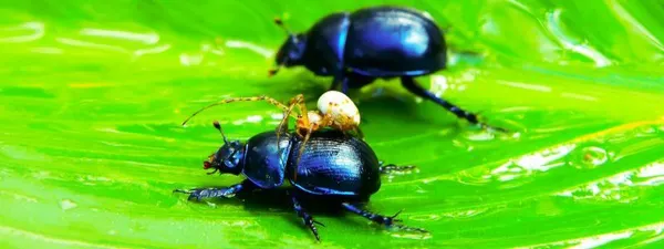 Top 3 And More - Best Bug Tracking Software of 2026