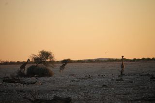 Etosha: Safariresa på en budget – fullständig guide