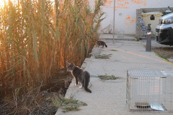 Fotoreportage: Volontärerna som stoppar gatukatternas eviga kretslopp
