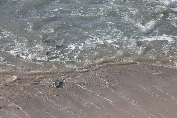 Surfingens kommersiella explosion - från rebellkultur till sociala medier-hype