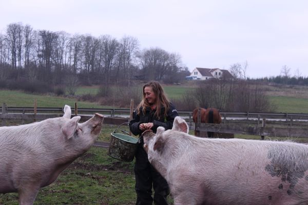 Fristaden för grisar – här får djuren leva livet