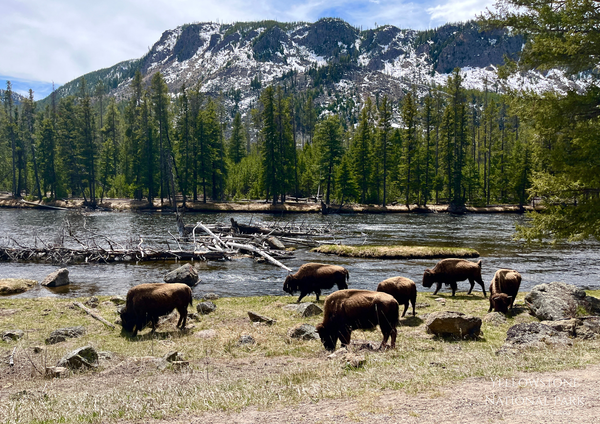 Fotoreportage: Yellowstone National Park