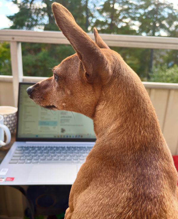 Ett mejl eller en sabeltandad tiger?