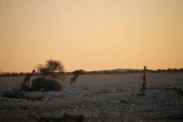 Etosha: Safariresa på en budget – fullständig guide
