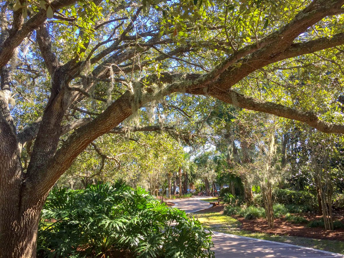 Tree-lined path in Hilton Head
