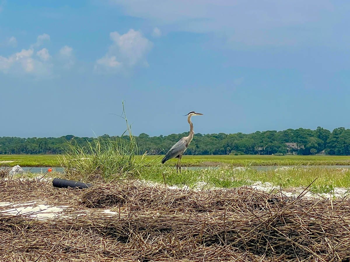 Great Blue Heron in marsh