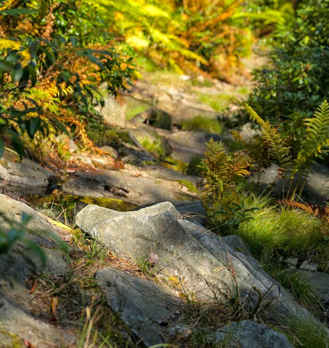 Rooty rocky trails of Davis, West Virginia