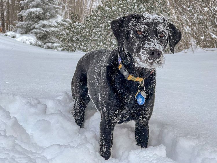 Why My Dog is Worth Every Hair