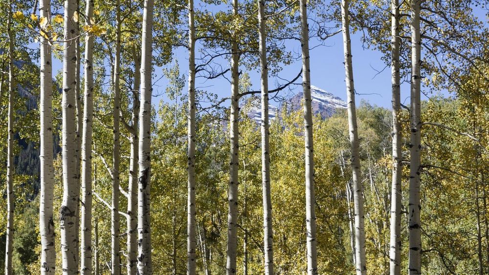 Autumn aspens outside Aspen, Colorado