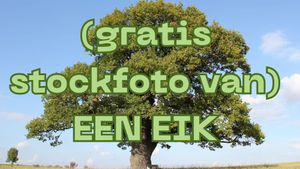 Een eik