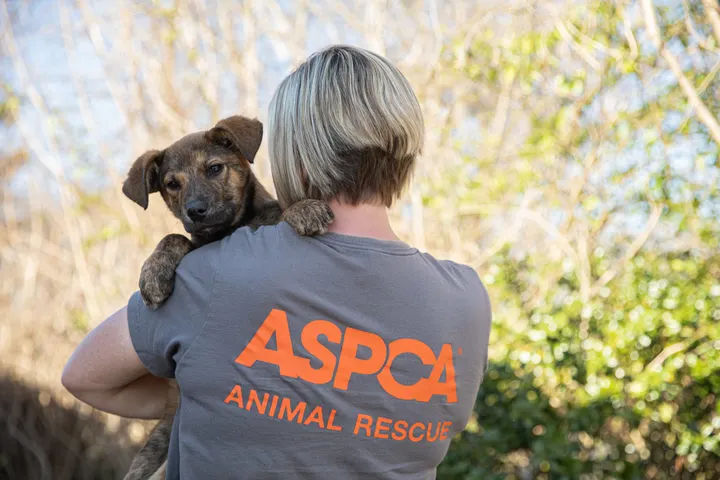Cold weather? Extreme weather? Here's how pet owners can prepare and safeguard their beloved animal friends