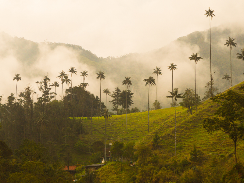 🇨🇴 Colombia