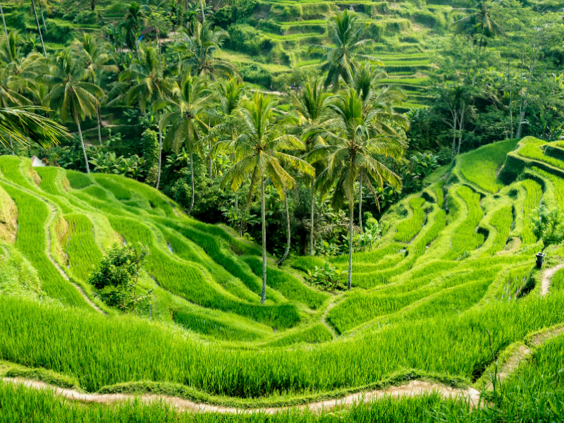 🇮🇩 Indonesia