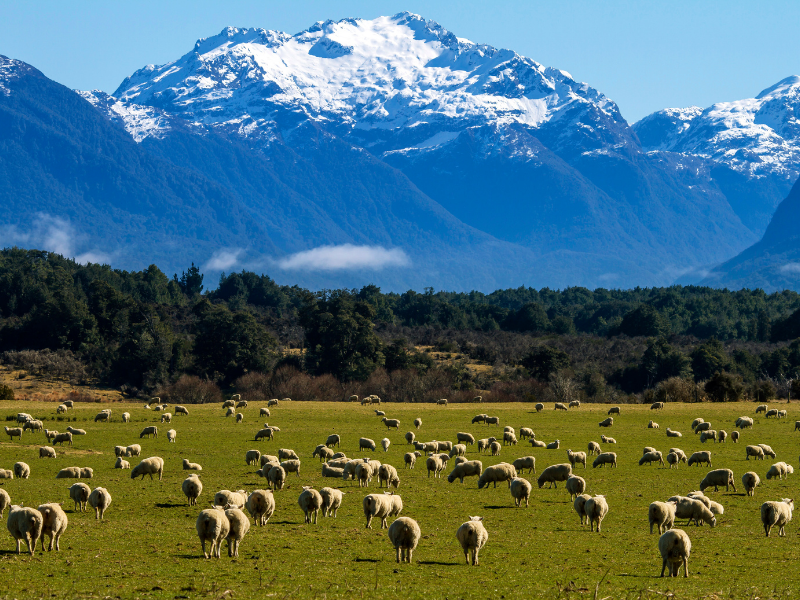 🇳🇿 New Zealand