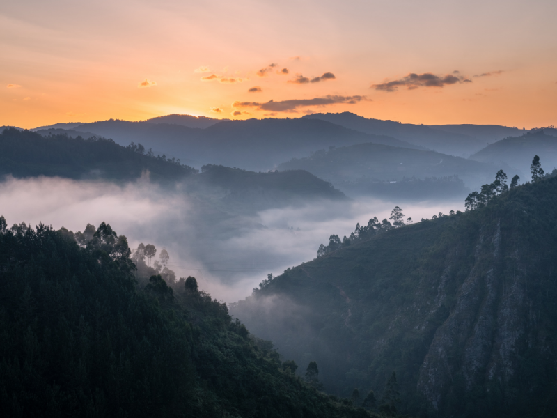 Bwindi Impenetrable National Park at Sunrise