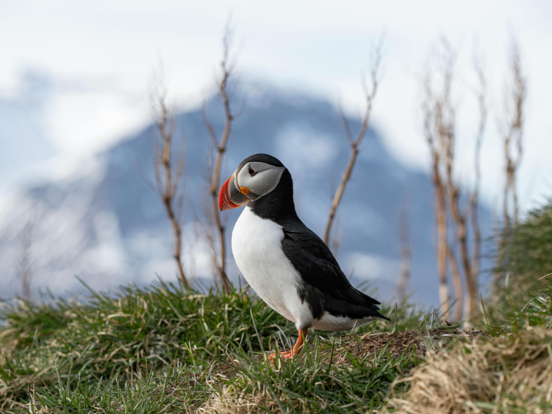Iceland | August Update