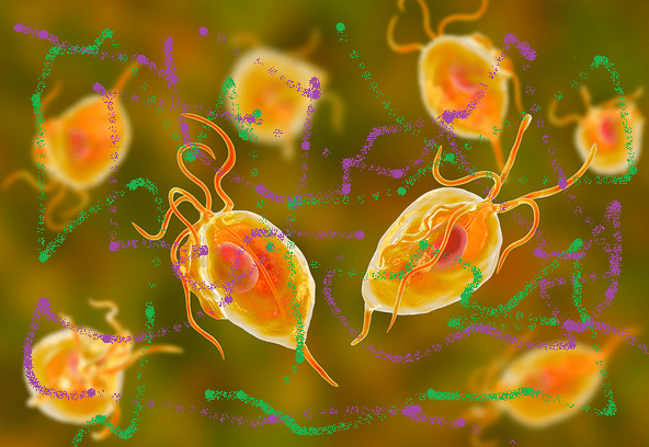 Parasites - now available in all the sizes, colours and cultures