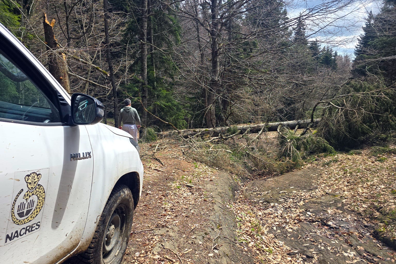 A downed tree hinders biologist Bejan Lortkipanidze from reaching a camera trap in Algeti National Park. Image by Kayleigh Long.