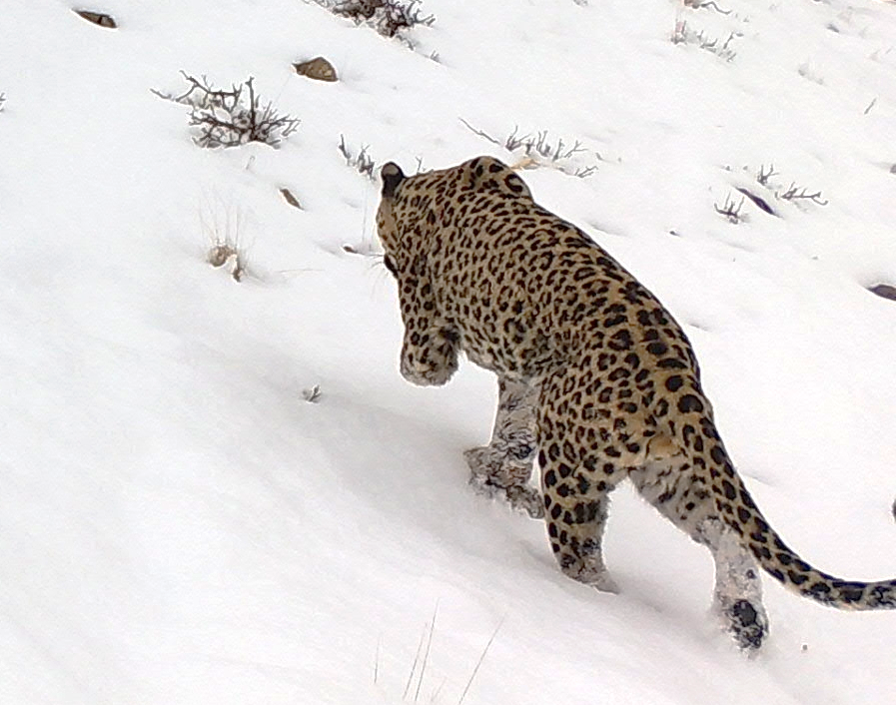 Aren pictured walking in the snow by a camera trap in Armenia.