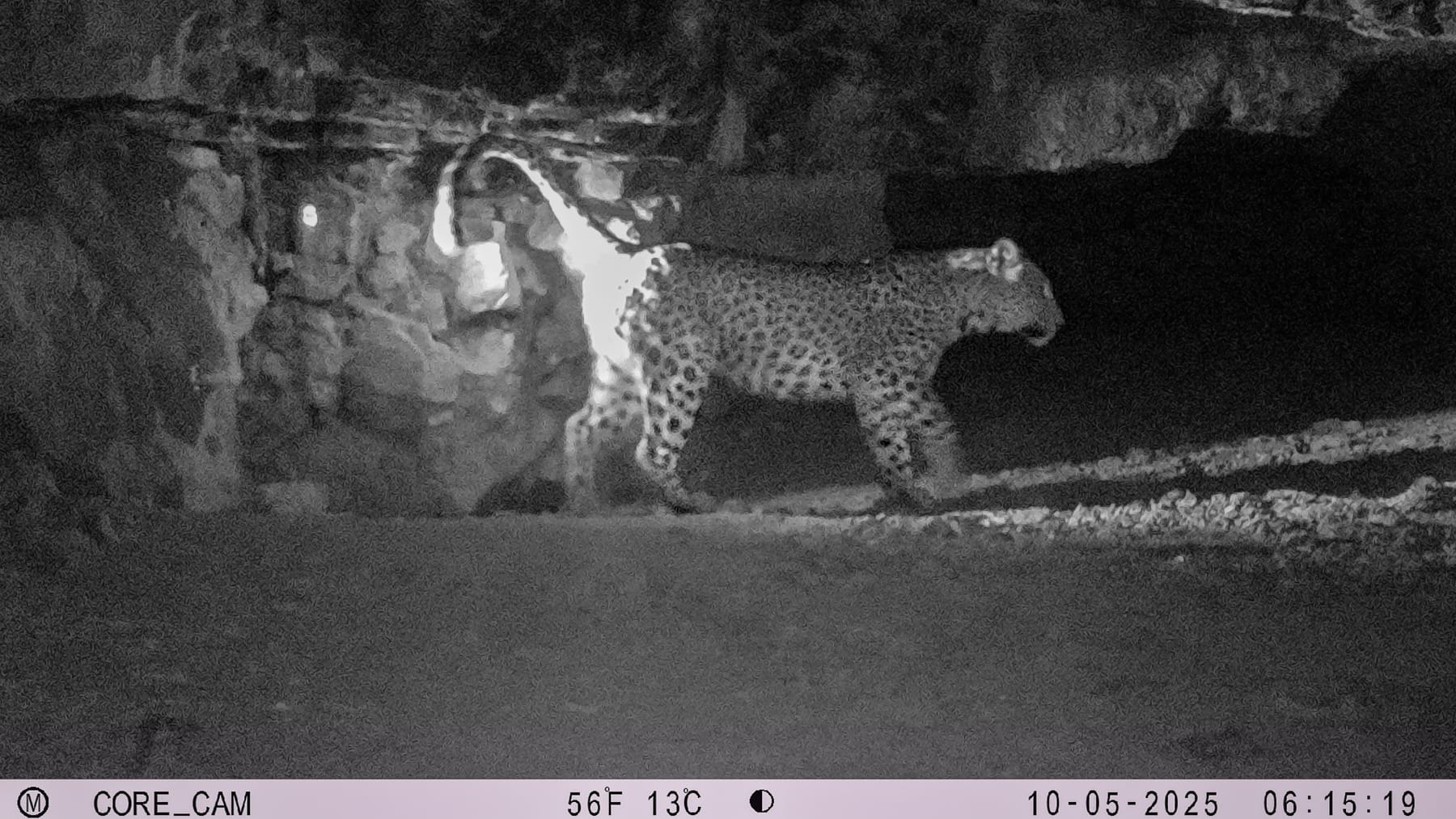 A Persian leopard captured on camera trap in a cave in the Arpa Protected Area. Despite little funding, researchers continue to track and study this endangered cat. Image courtesy Arpa
