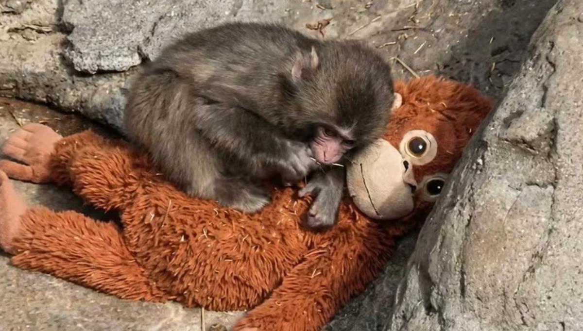 The Viral Baby Monkey: Punch