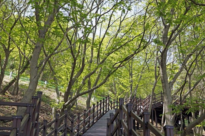 ASP Nature Walk