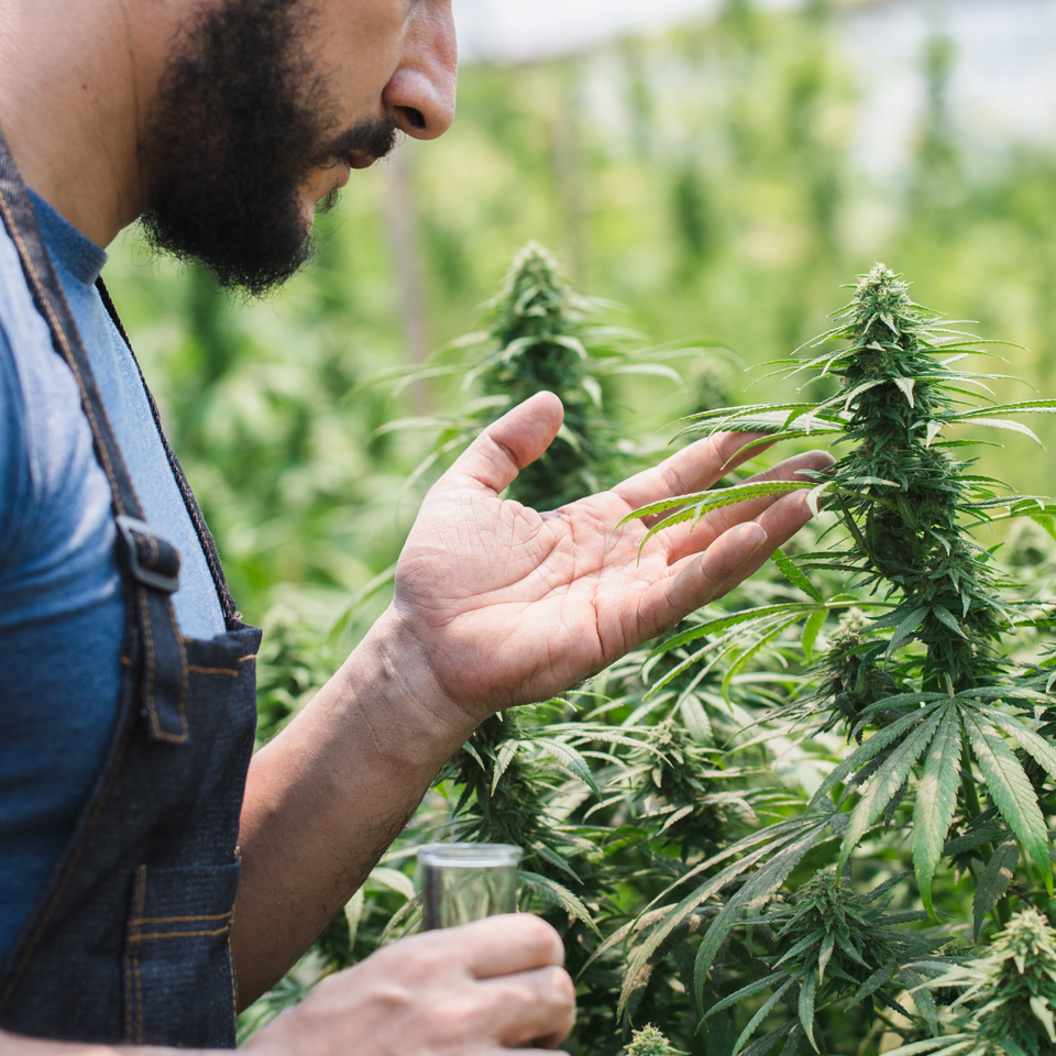 Can I Get Approved for a Mortgage if My Income Comes from the Cannabis Business?