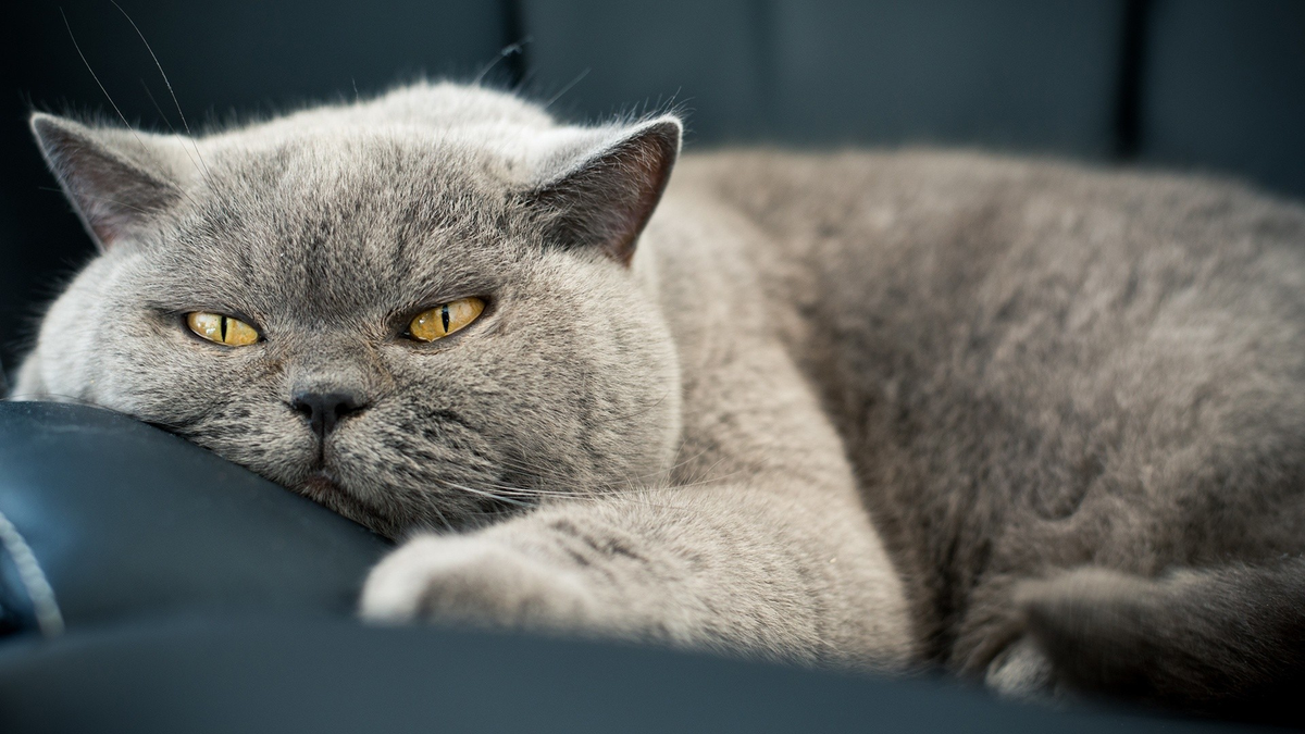 a lazy cat
