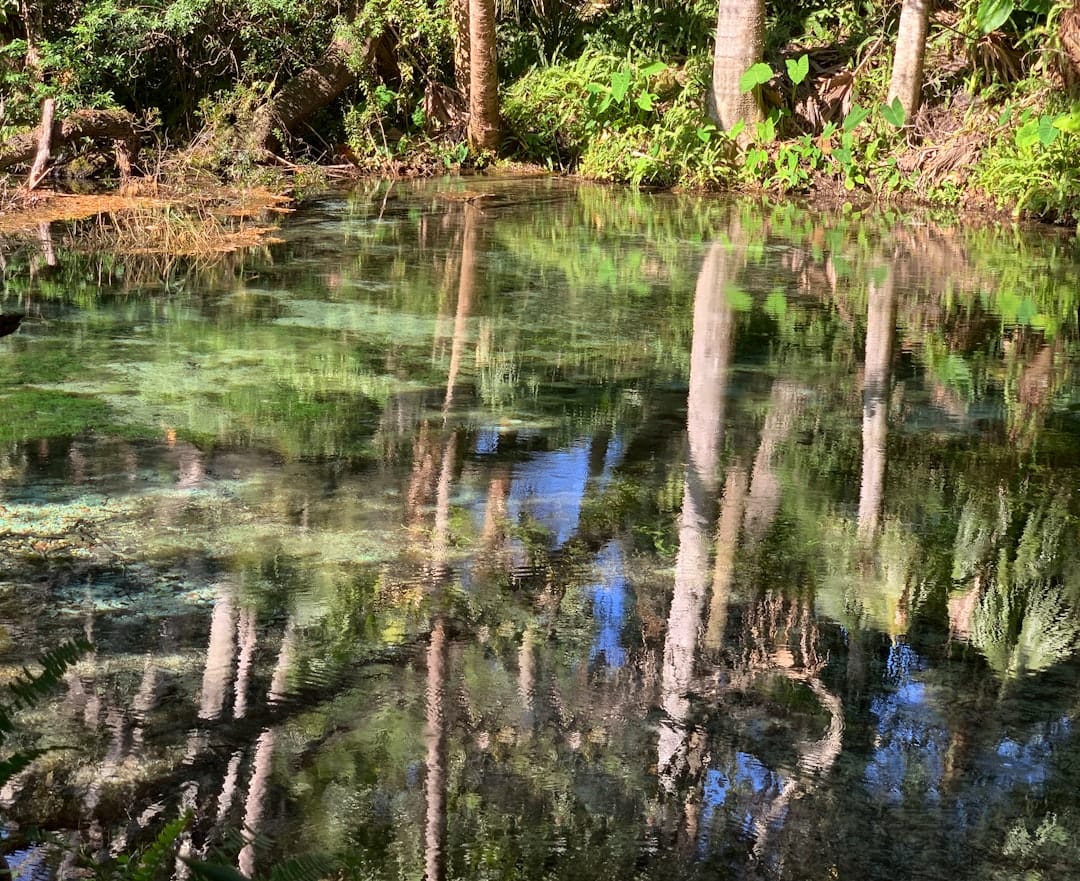 Clear freshwater spring run reflecting trees in Florida woods