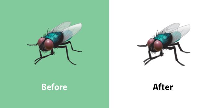 Emojipedia-Changelog-Comparison-WhatsApp-Emoji-13_1-Fly-Emoji