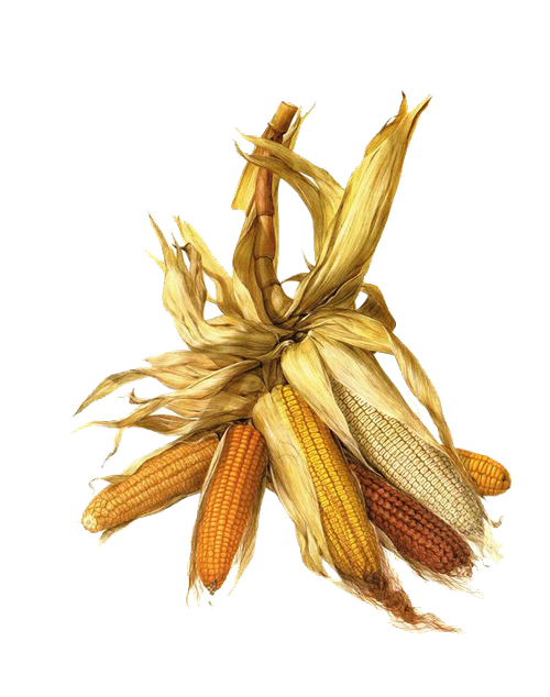 Get to know: Corn in Japan