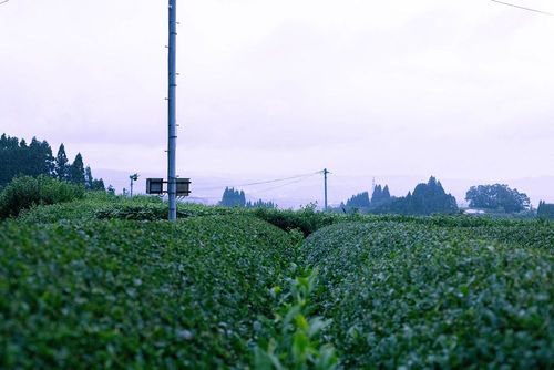 Springtime at Miyazaki Sabo