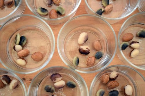 Beyond the Soybean: Meet the Woman Cultivating Heritage Bean Varieties in Japan