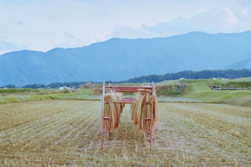 Shinmai (New Rice) Season in Japan is About More Than Just Rice