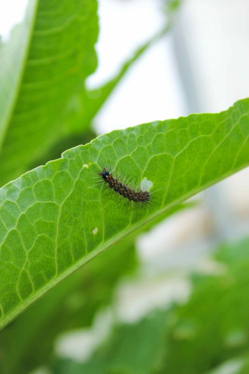 Mirai no Hyakusho (Ways We Work) Podcast: #4 (Part 2) Kunihiko Murayama