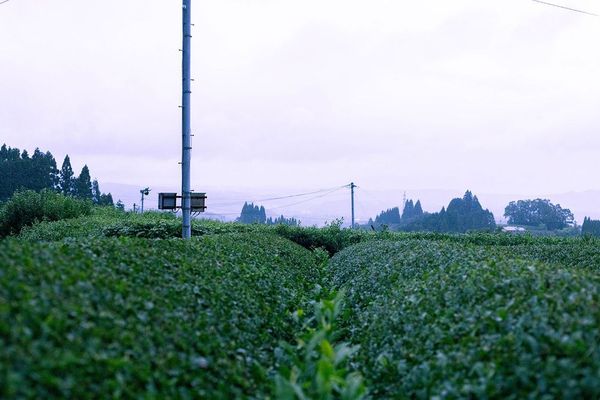 Springtime at Miyazaki Sabo