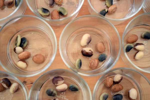 Beyond the Soybean: Meet the Woman Cultivating Heritage Bean Varieties in Japan